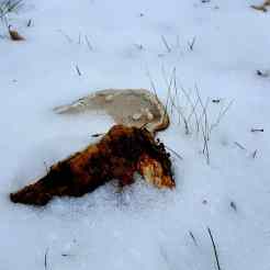 IMG_20171209_143626_029